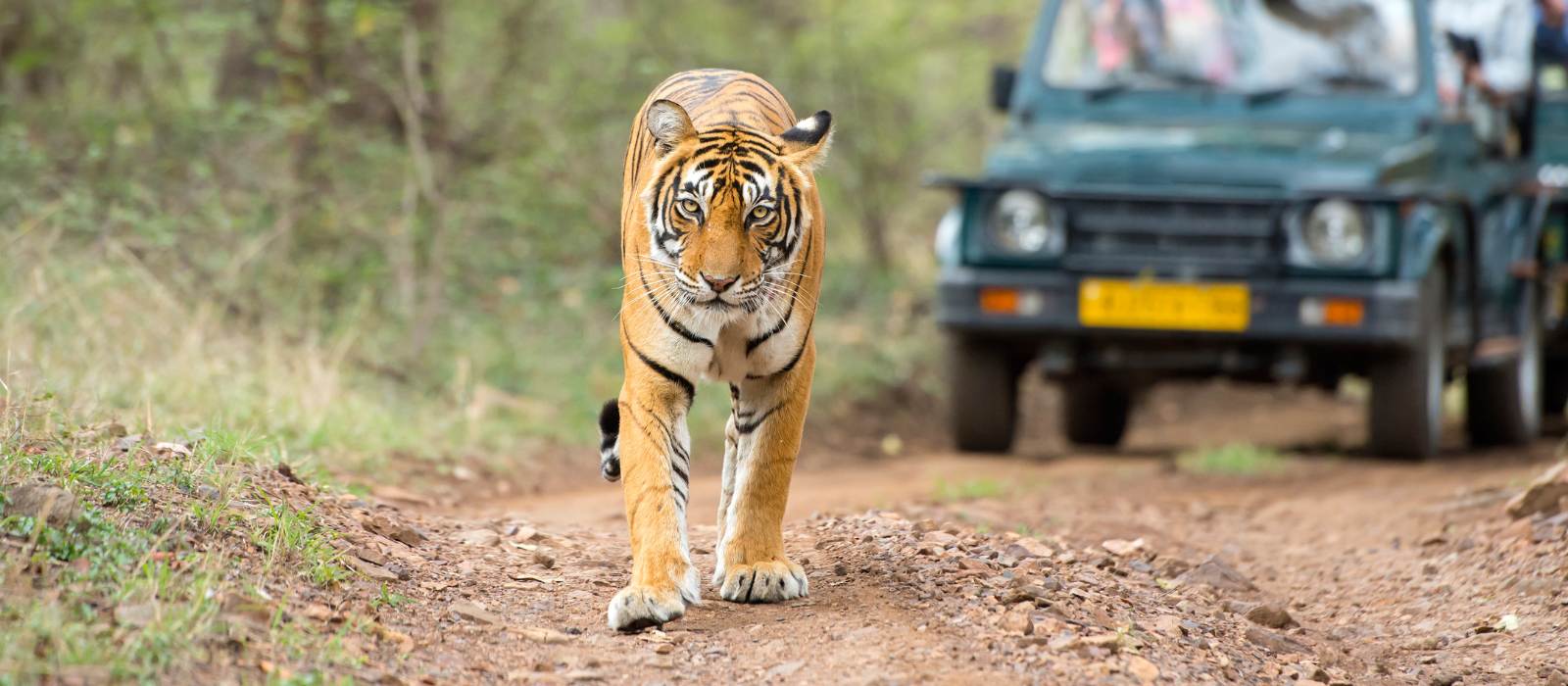 Golden Triangle Tour with Ranthambore